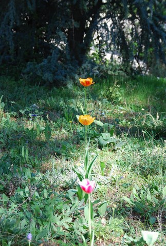 Fleurs sur le réseau Hartmann